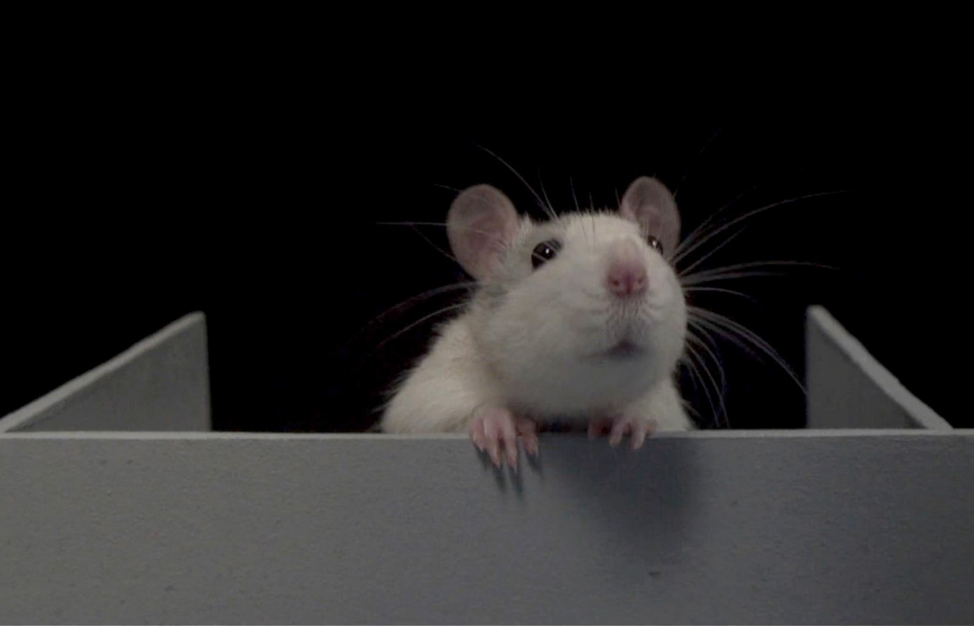 labyrinth_still (kopio)